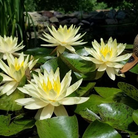 Trickling Waters Retreat Villa Marquette Ngoại thất bức ảnh
