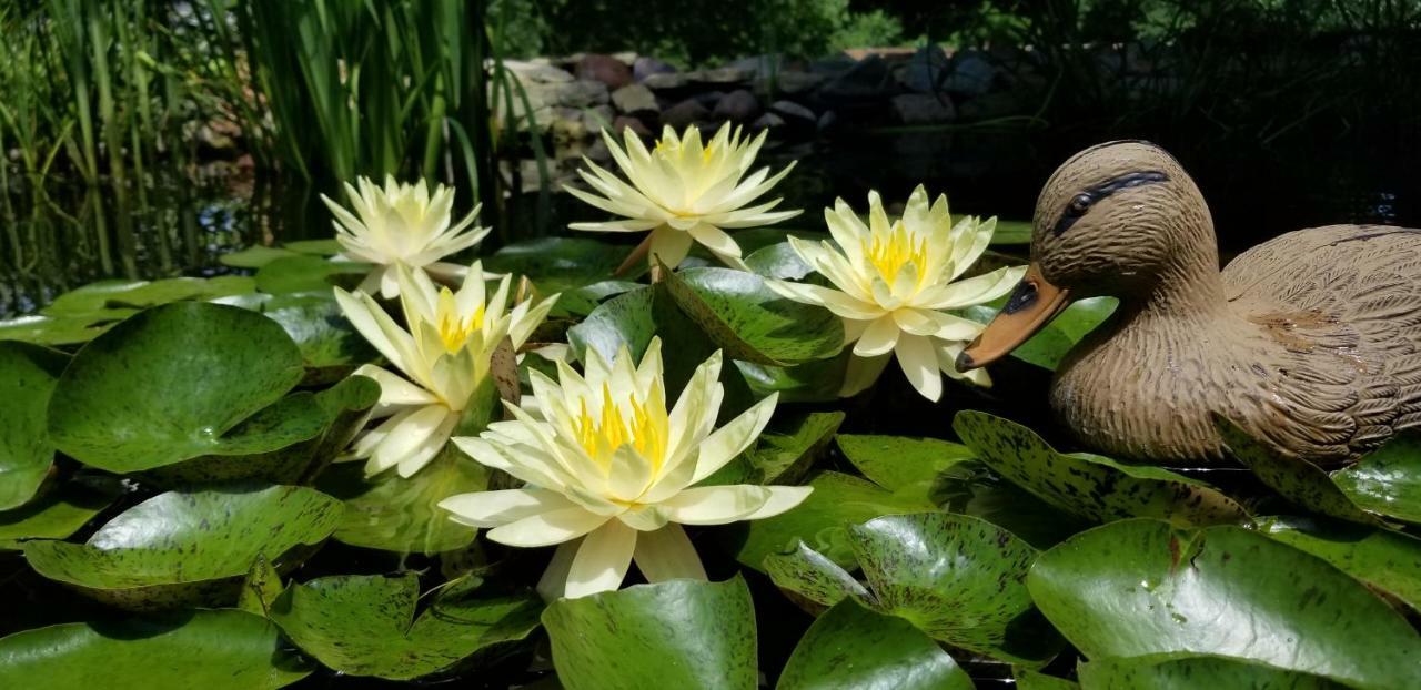 Trickling Waters Retreat Villa Marquette Ngoại thất bức ảnh